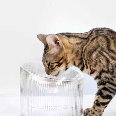 Handmade Glass Cat Bowl U34124