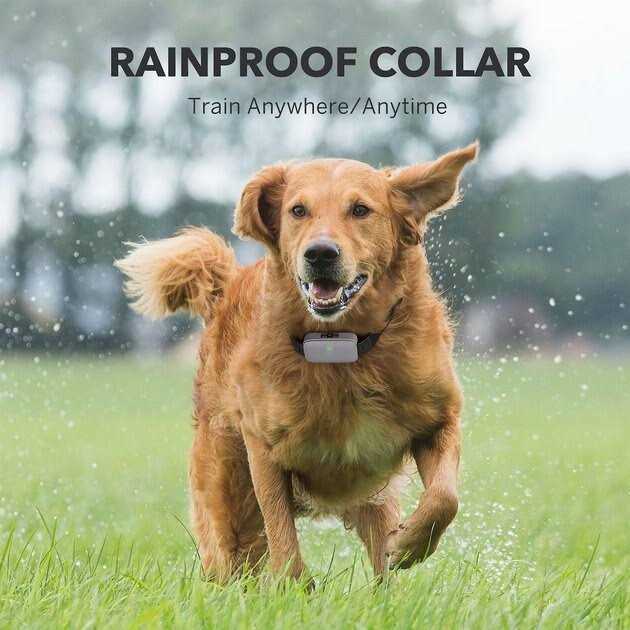 Dog Training System X7662