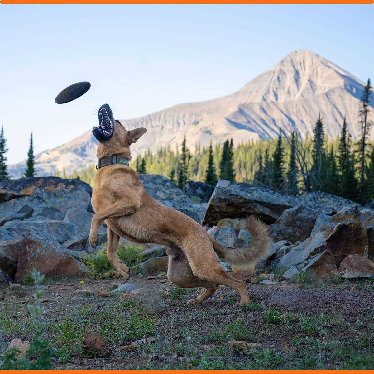 Dog Toy Flying Disc H251792
