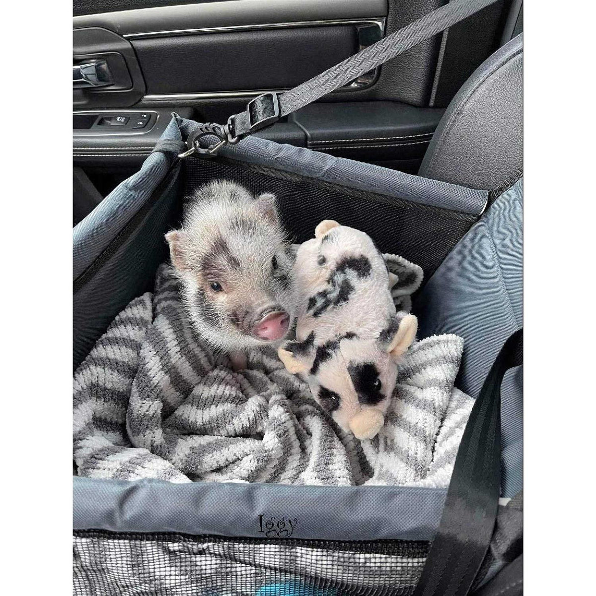 Pet Car Seat X276612