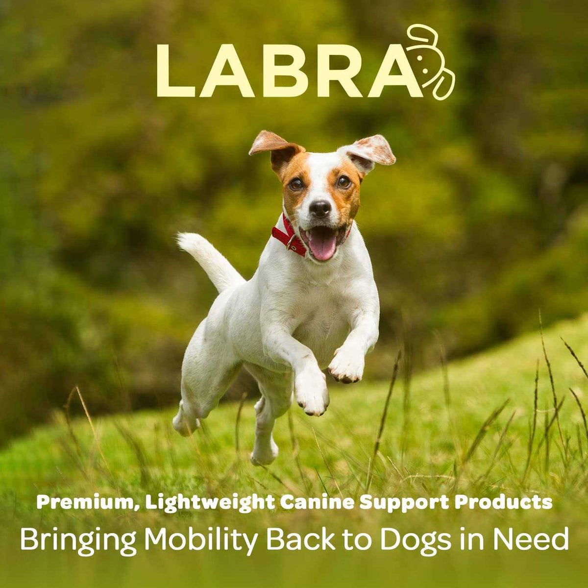 Dog Back Brace I57788