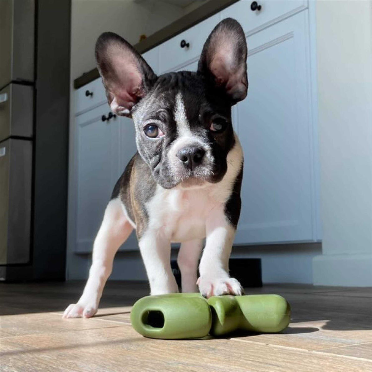 Dog Toy I87907