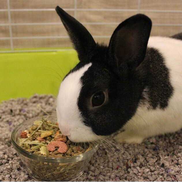Adult Rabbit Food C271523
