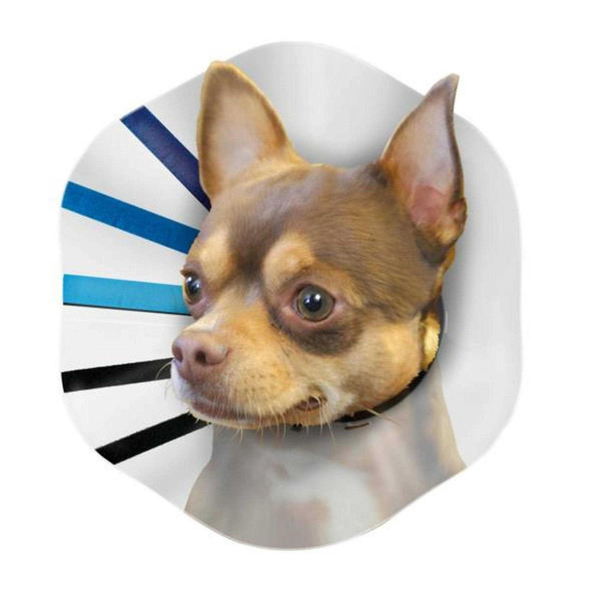 Clear Collar X696512