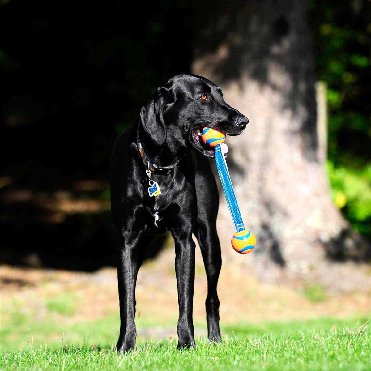 Dog Tug Toy R441247