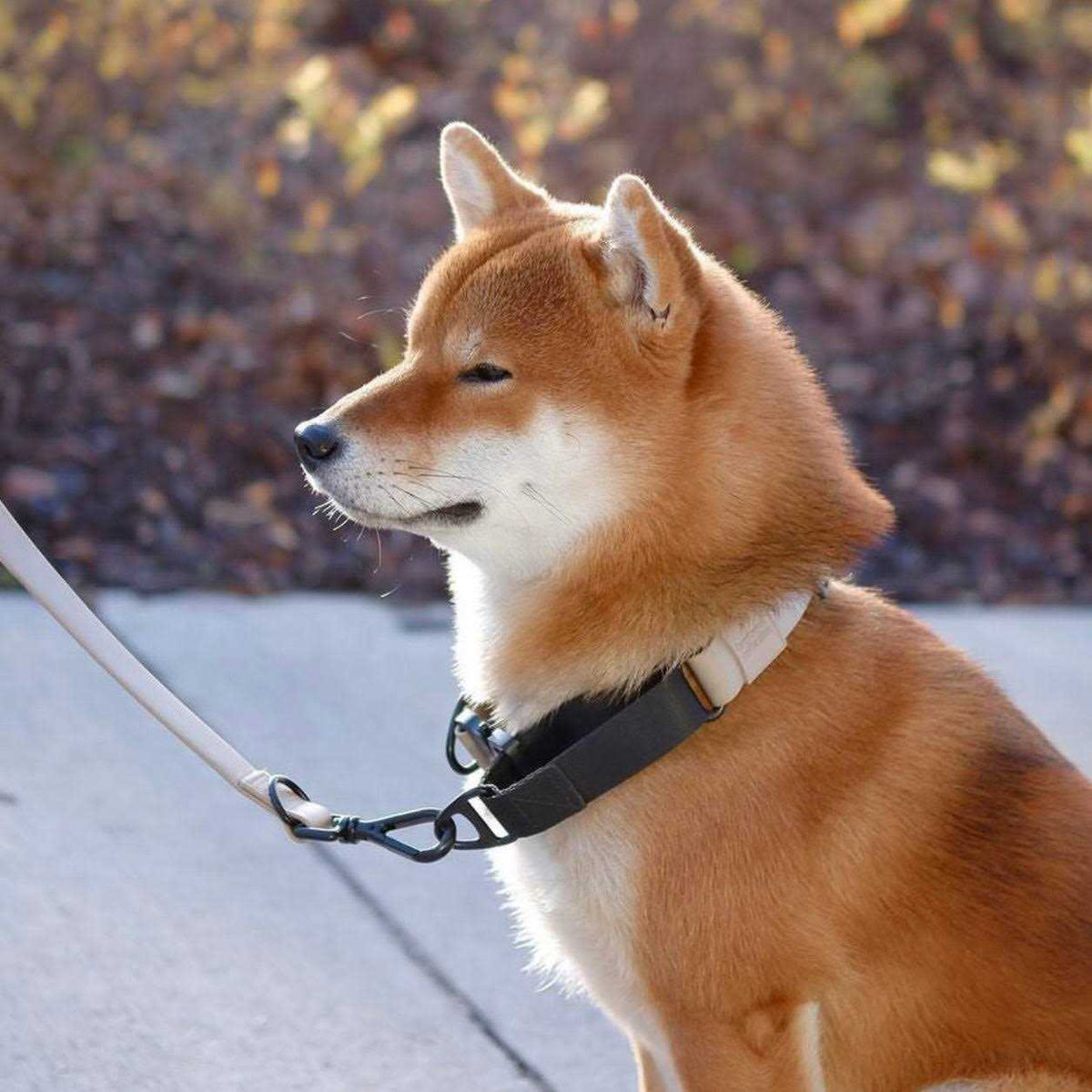 Waterproof Martingale Collar R7854