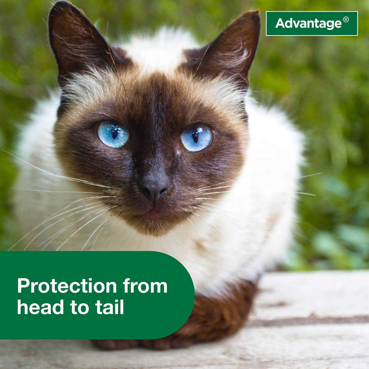 Flea Treatment Spray for Cats M9589