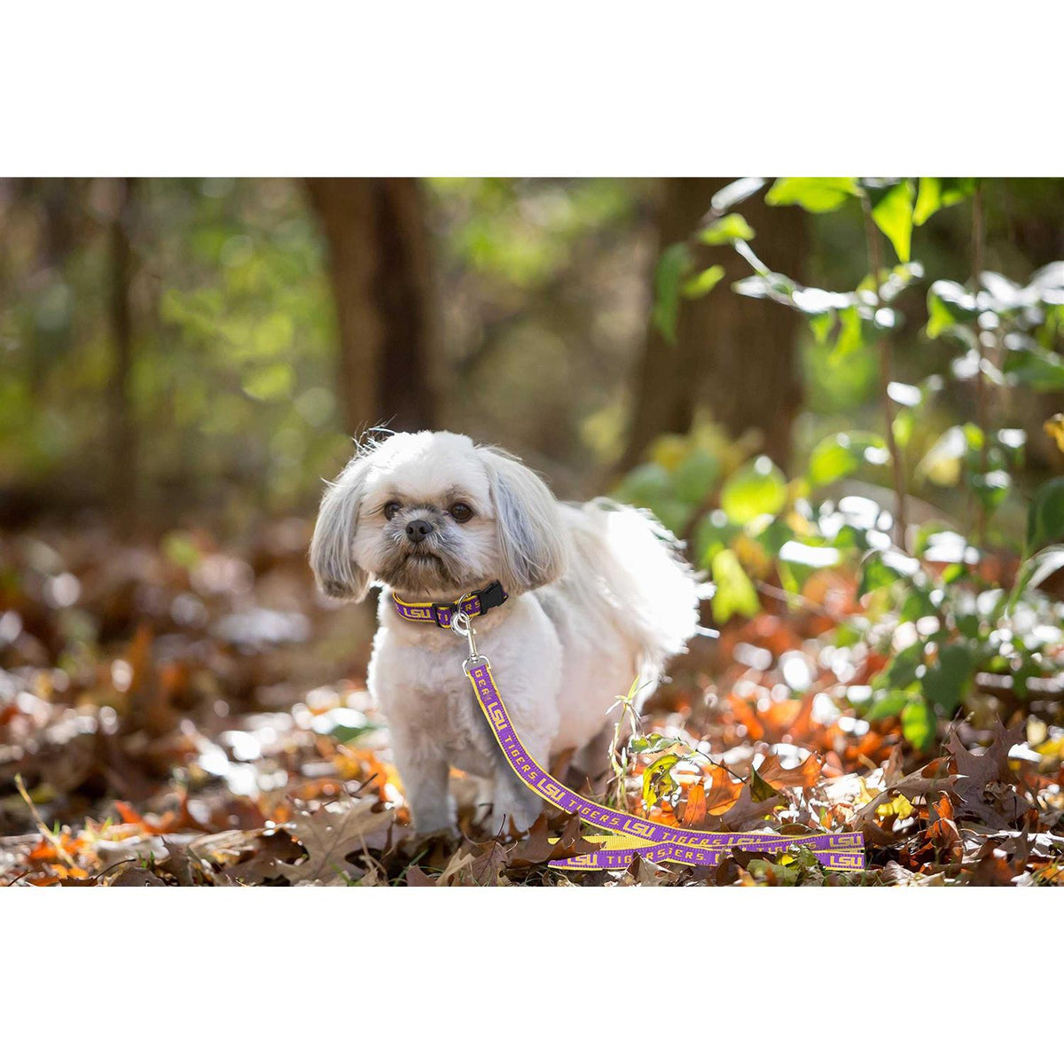 Pet Leash M29440