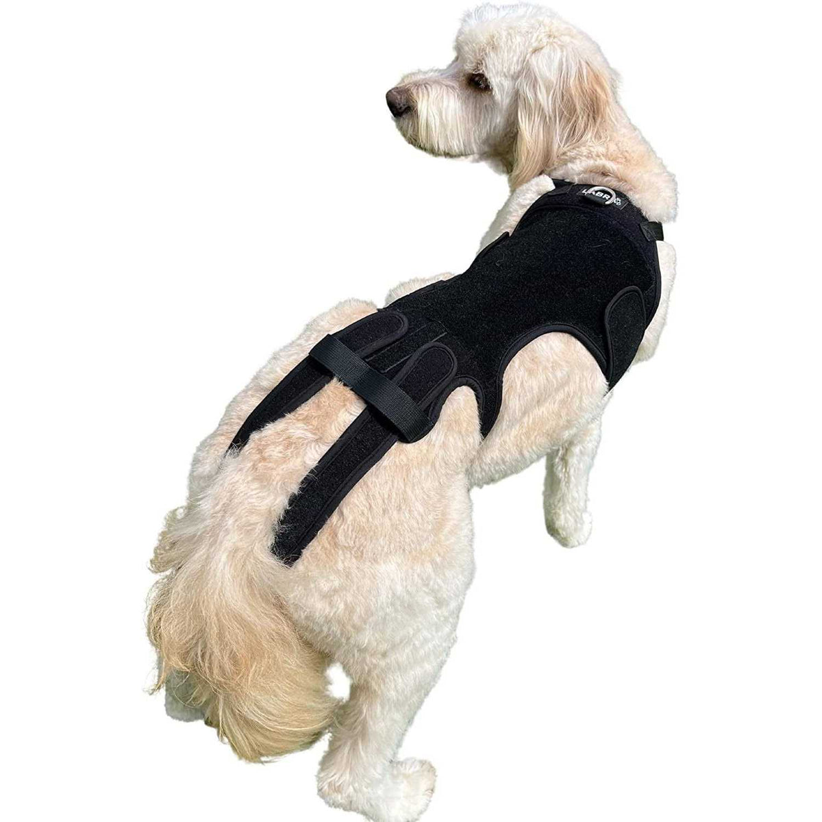 Dog Back Brace I57788