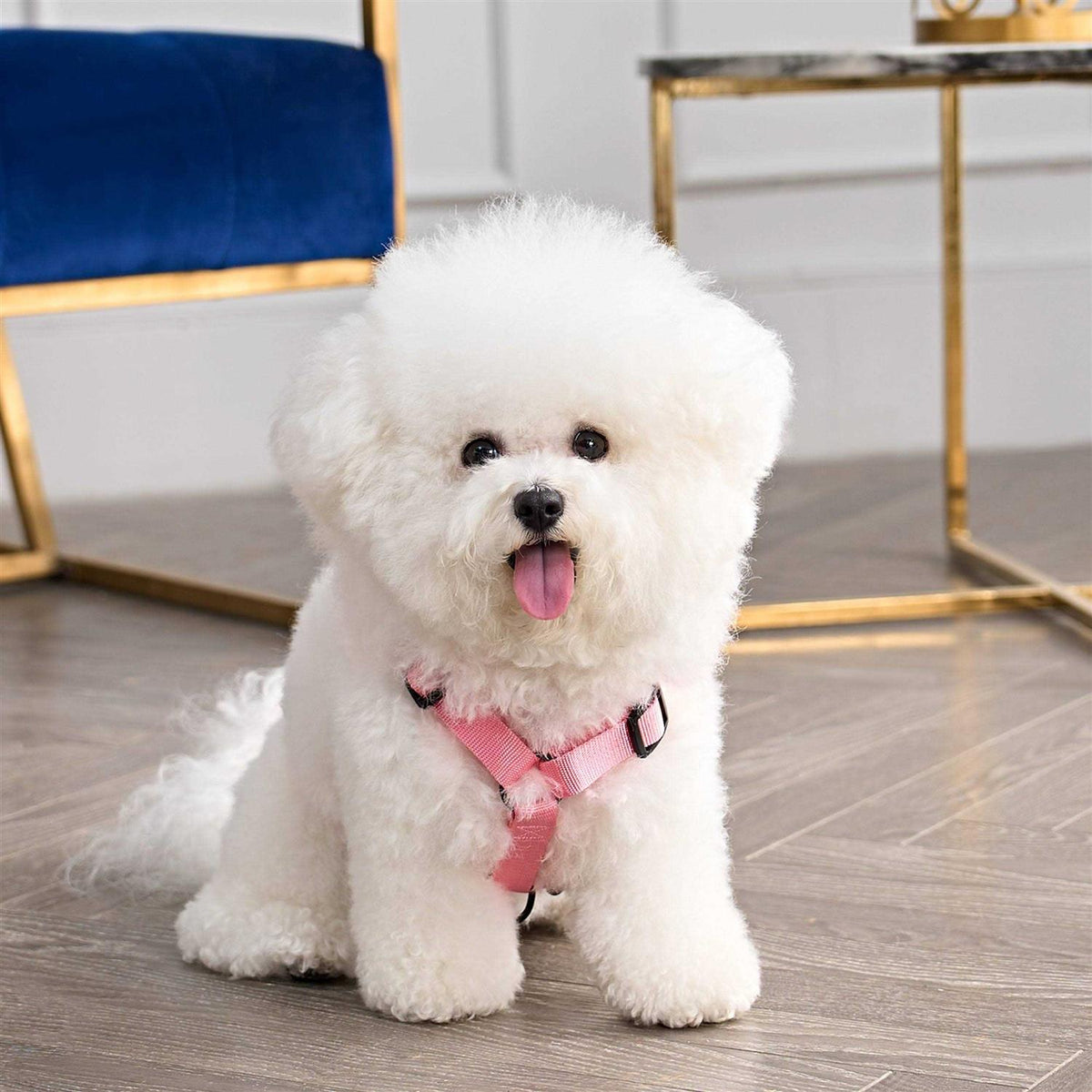 Velour Pet Harness and Leash Set S961