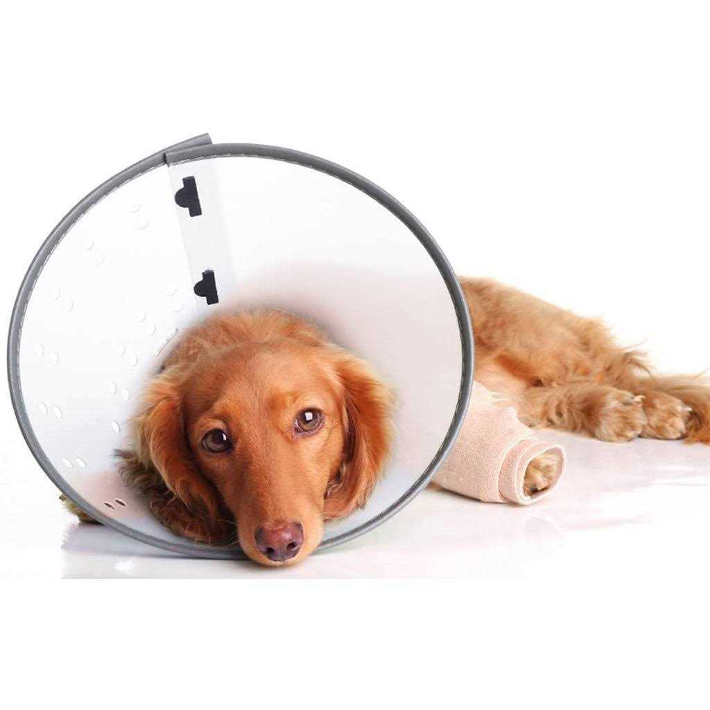 Large E-Collar Y506