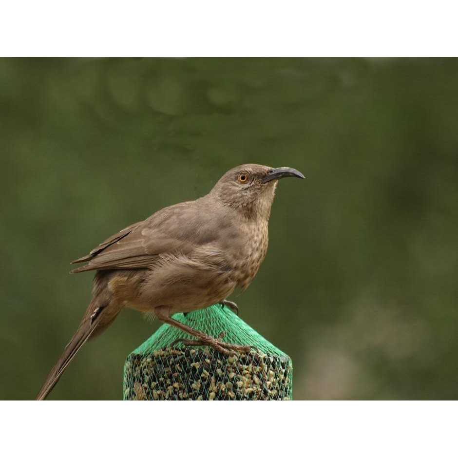 Woodpecker Feast Cylinder W433986