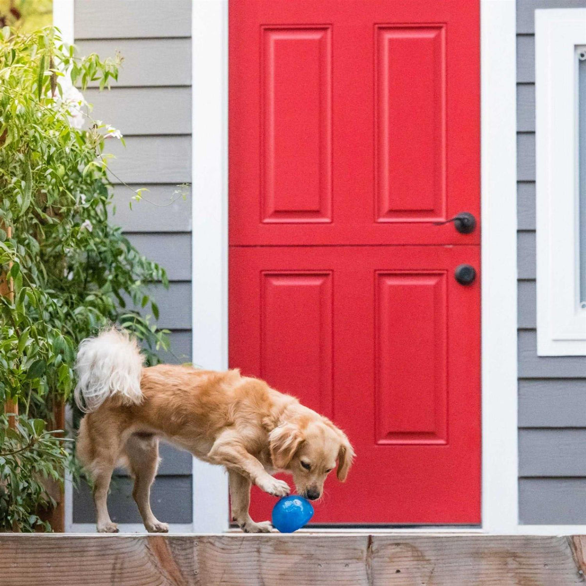 Orbee Tuff Dog Toy D963024