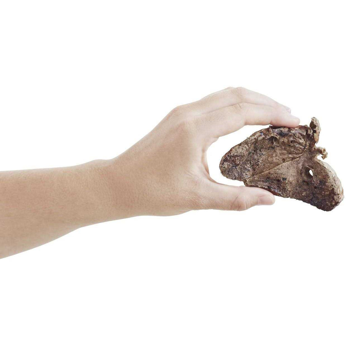 All-Natural Beef Lung Dehydrated Dog Treats J71080