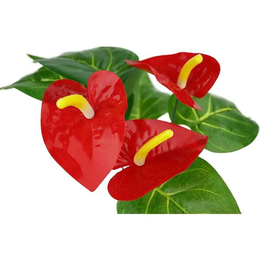 Anthurium Plant T917353