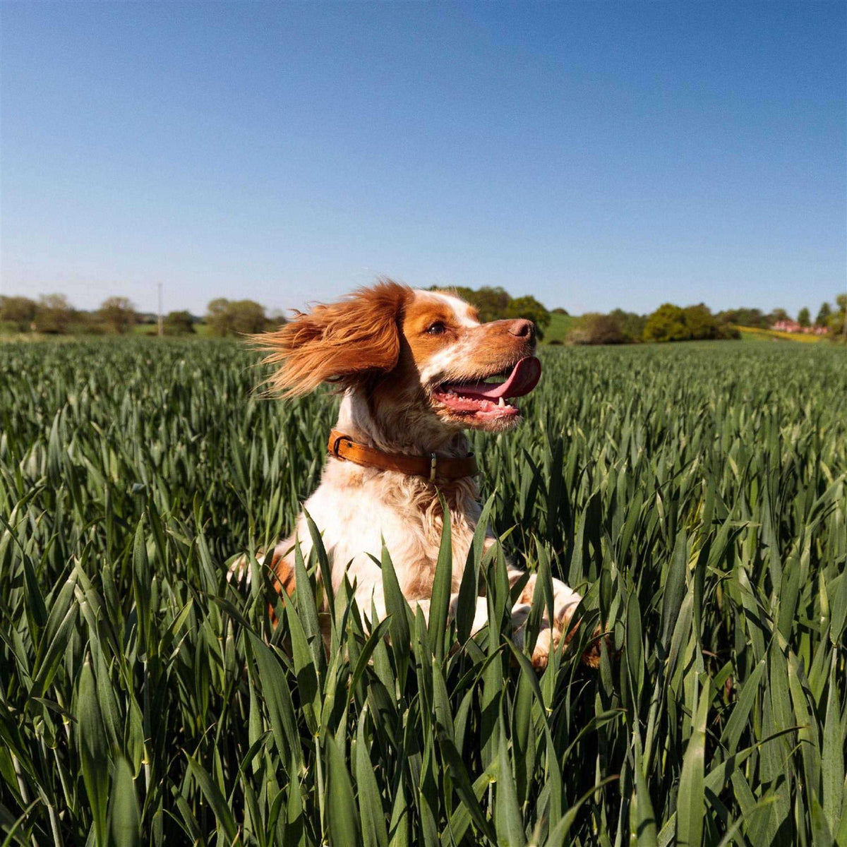 Adult Dry Dog Food with Chicken K283