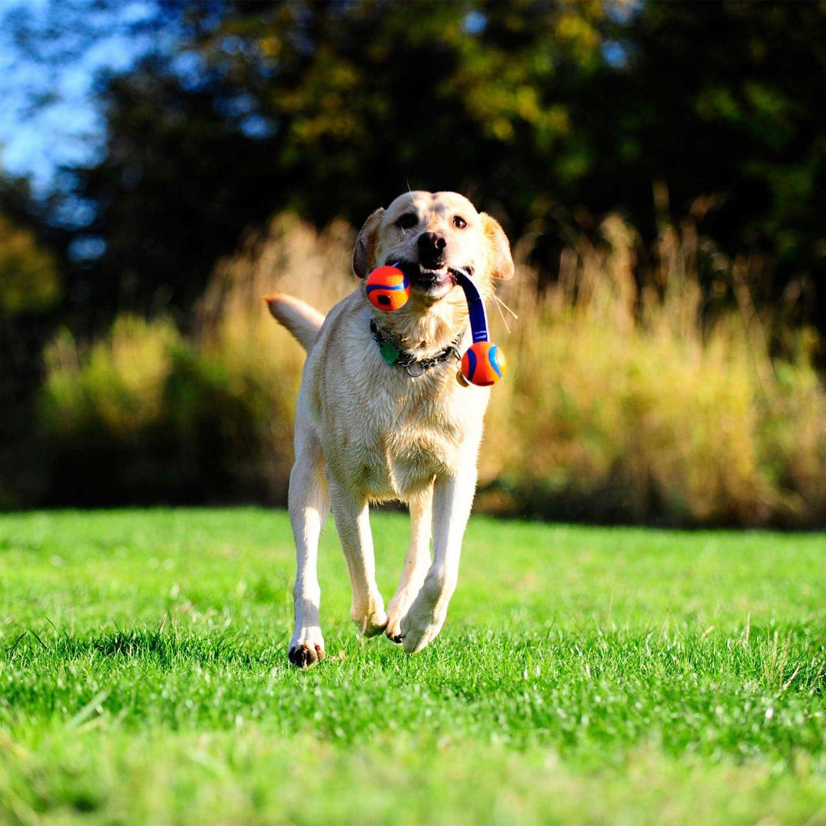 Dog Tug Toy R441247