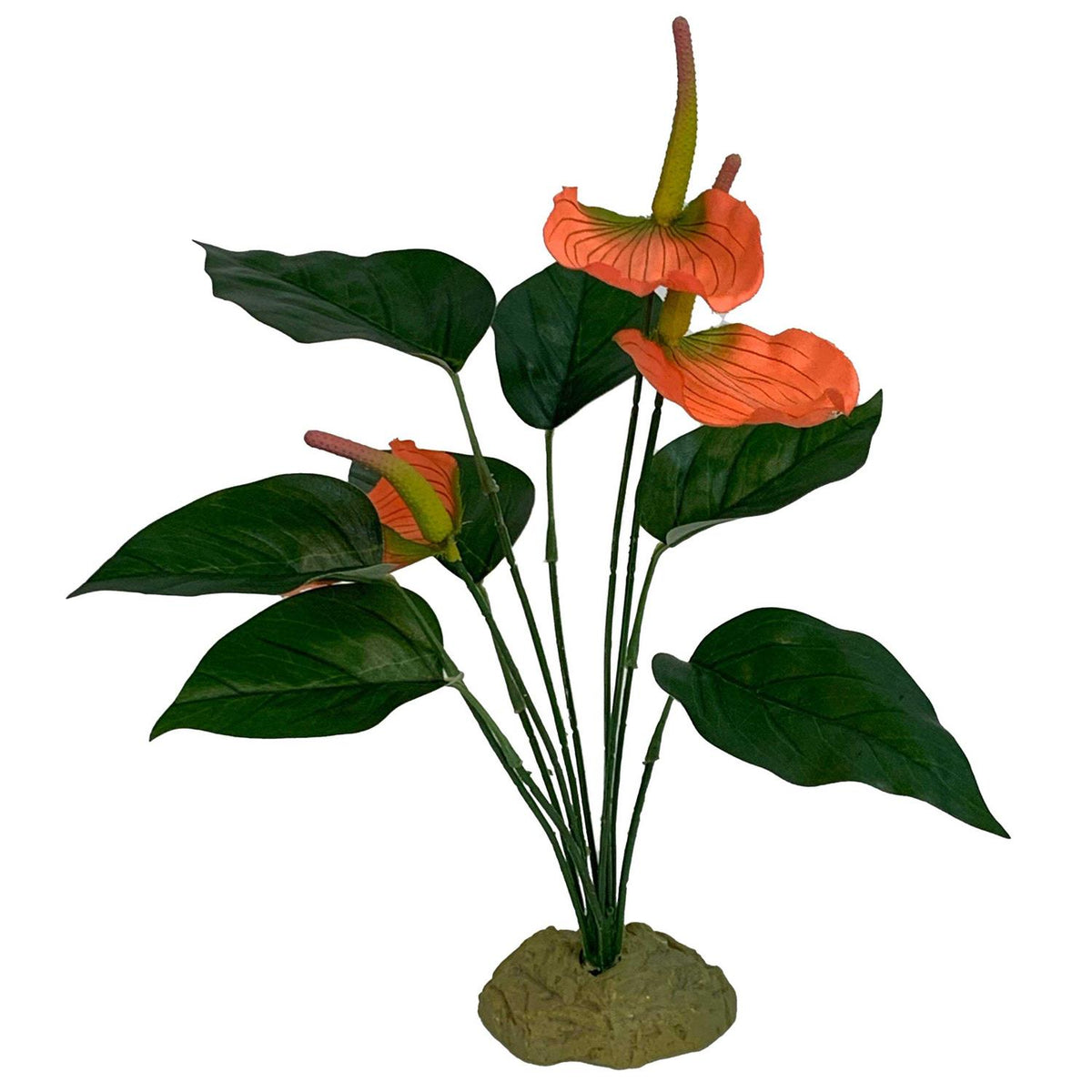 Anthurium Plant T917353