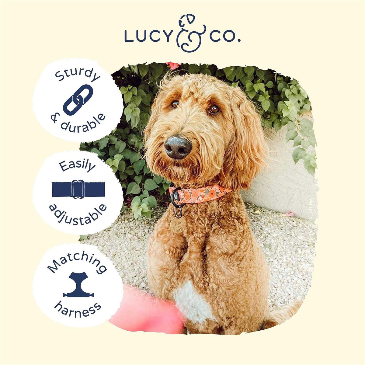 Pink Dog Collar V216346