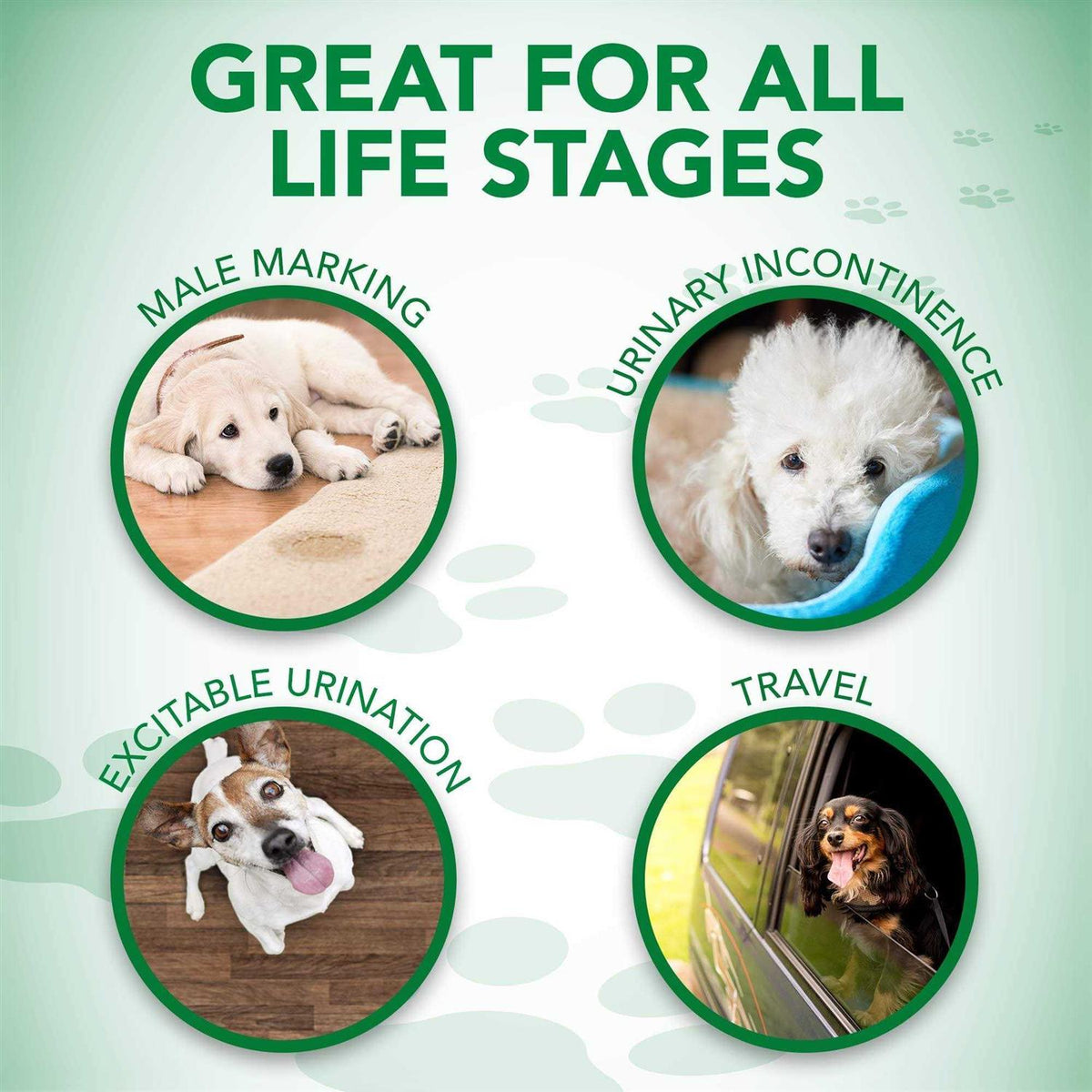 Disposable Male Dog Wraps O930
