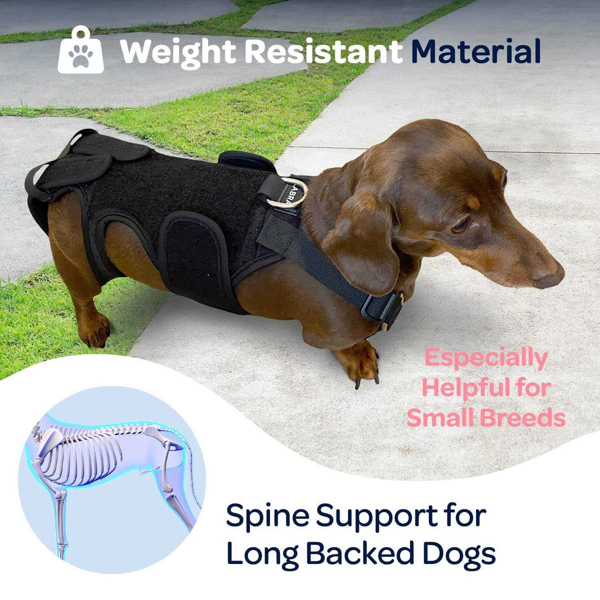 Dog Back Brace I57788