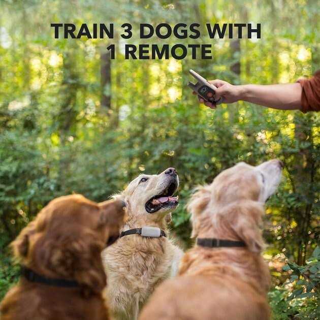 Dog Training System X7662