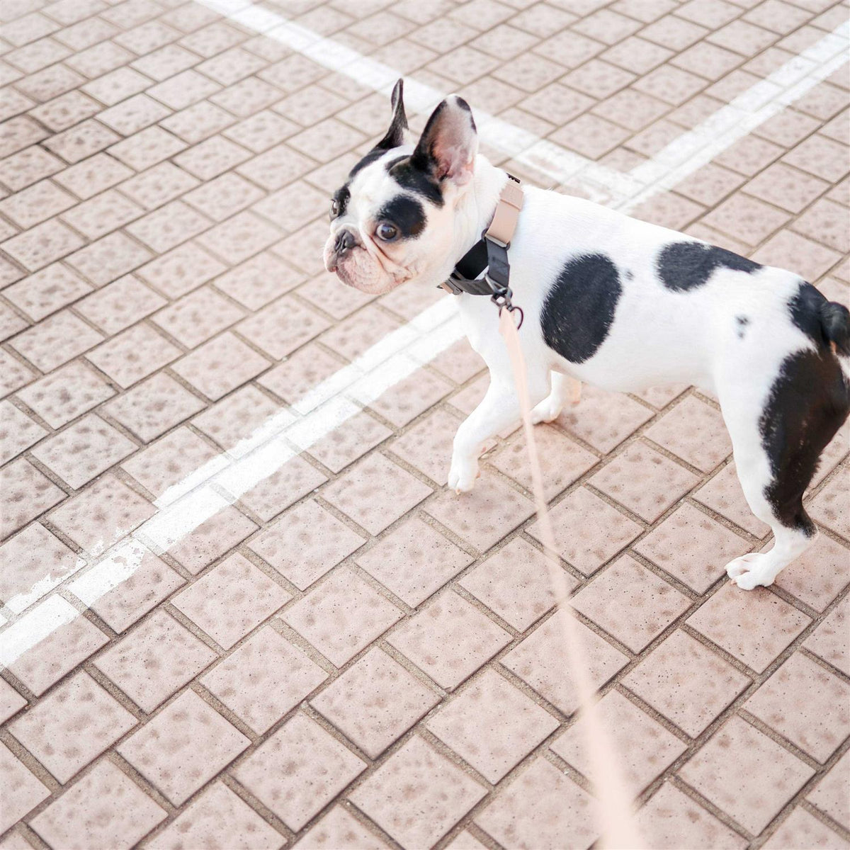Waterproof Martingale Collar R7854