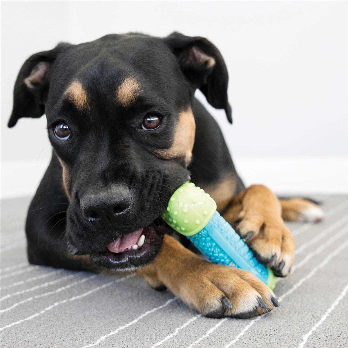 Dog Toy R684