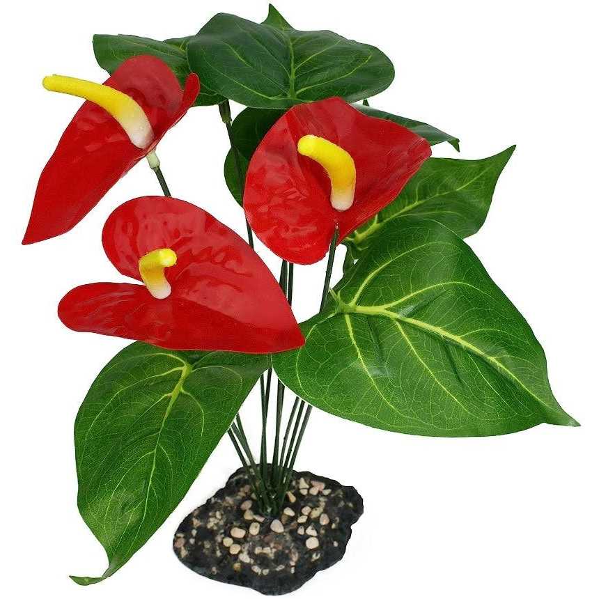 Anthurium Plant T917353