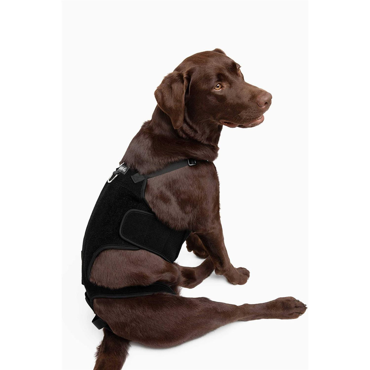 Dog Back Brace I57788