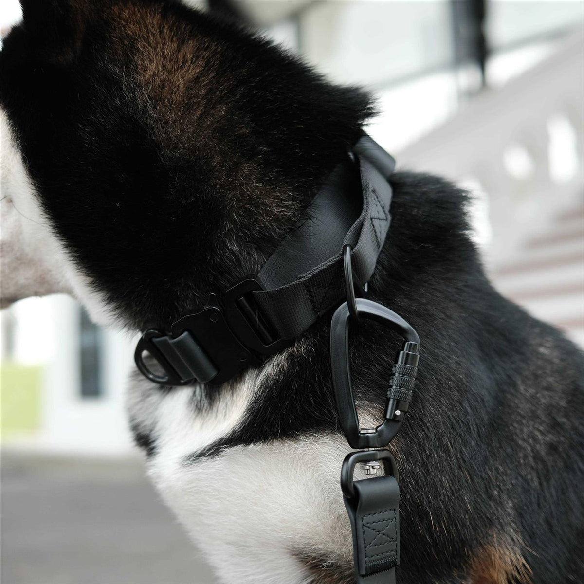 Waterproof Martingale Collar R7854