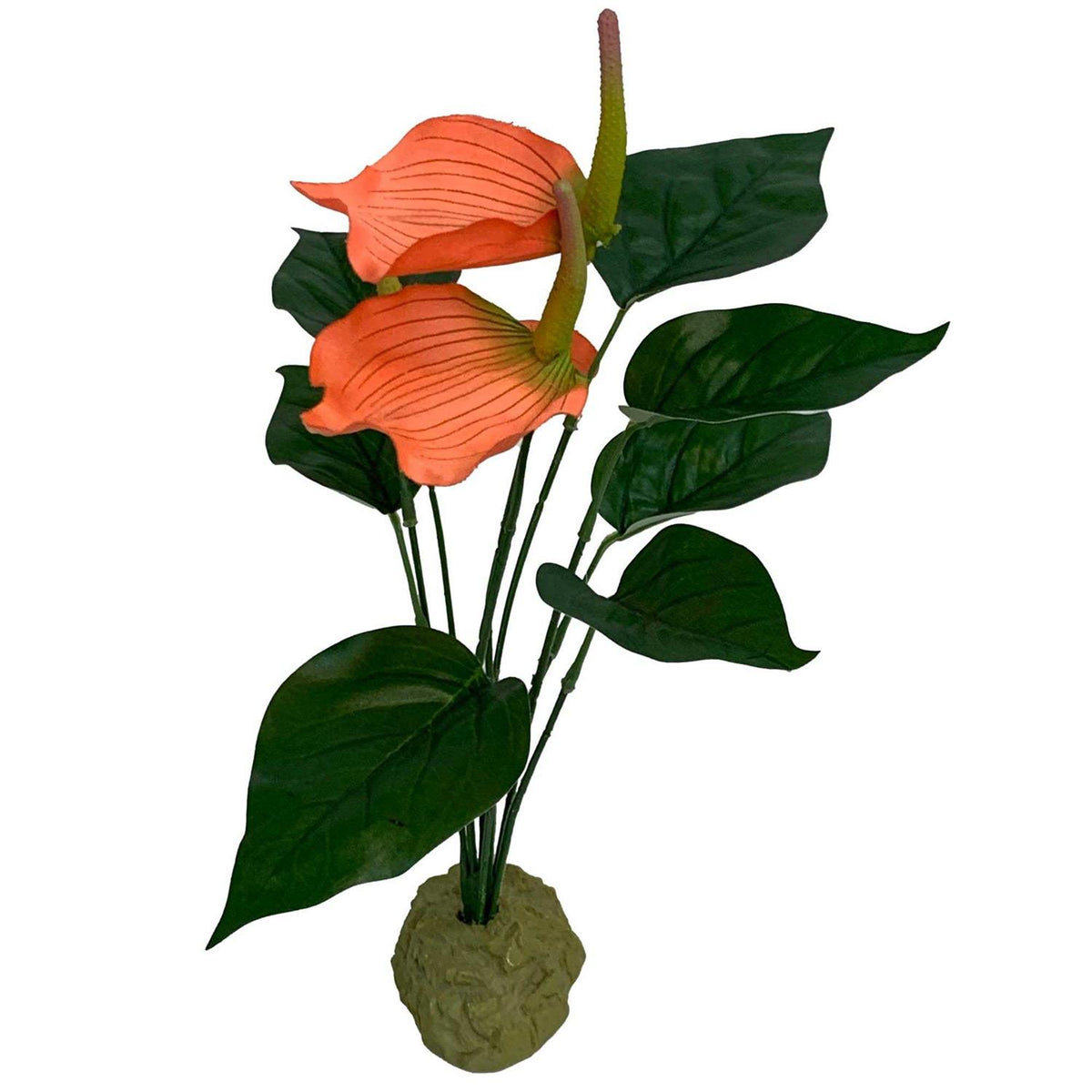 Anthurium Plant T917353